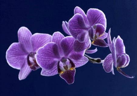 Floating Orchids