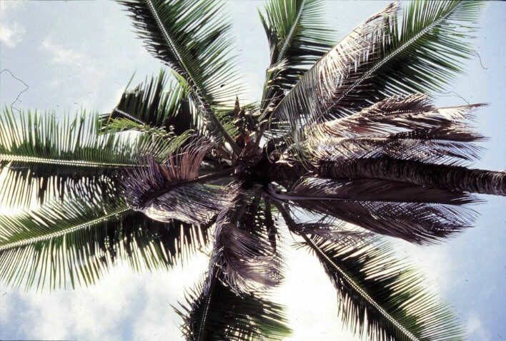 Palm Tree - ID: 343030 © Lamont G. Weide