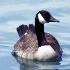 © Lamont G. Weide PhotoID# 343049: Solitary Duck