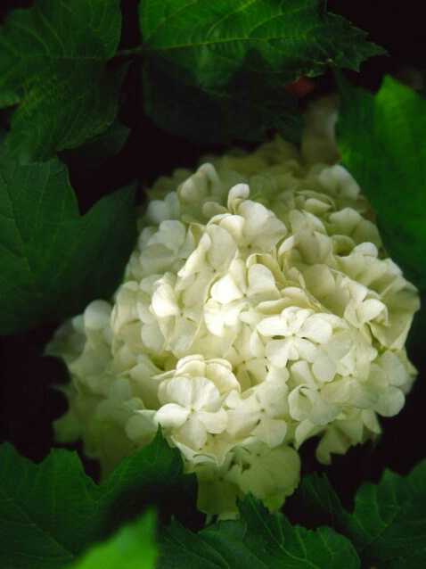 White Flower - ID: 343056 © Lamont G. Weide