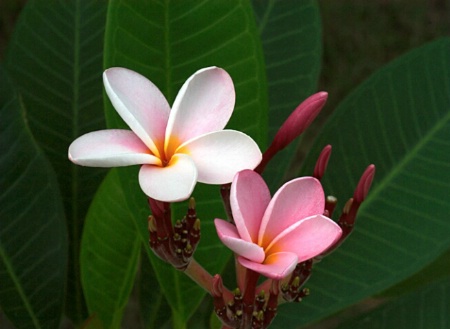 Frangipani flower