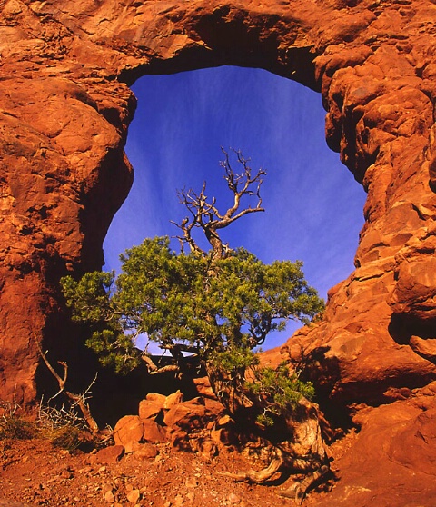 Framed in an Arch