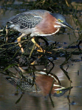 Green Heron