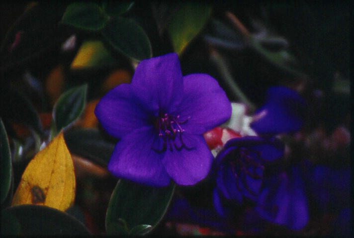 closeup.flower.4 - ID: 352334 © Lamont G. Weide