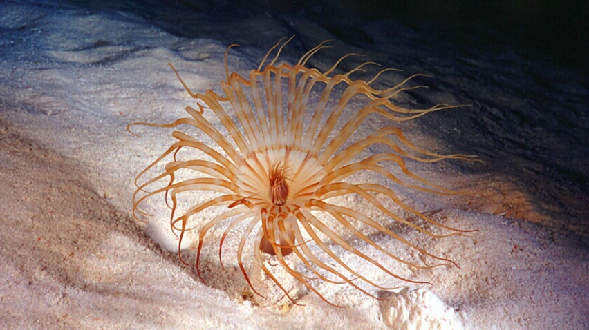 Solitary Banded Anemone