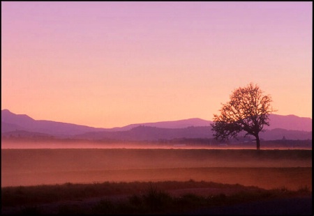 Mist at Sunset