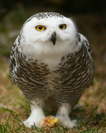 Snowy Female with Lunch