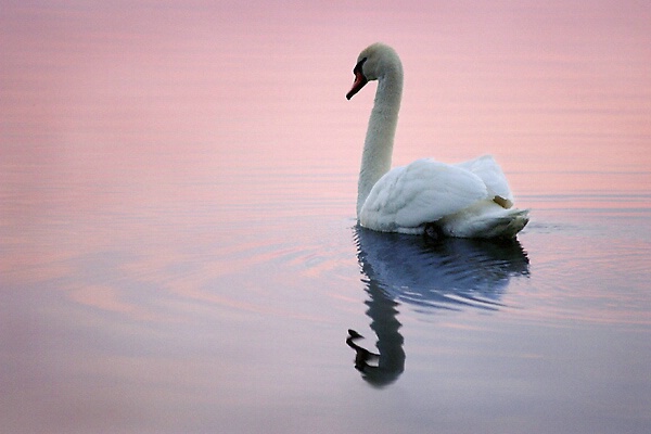 A Swan at Dusk