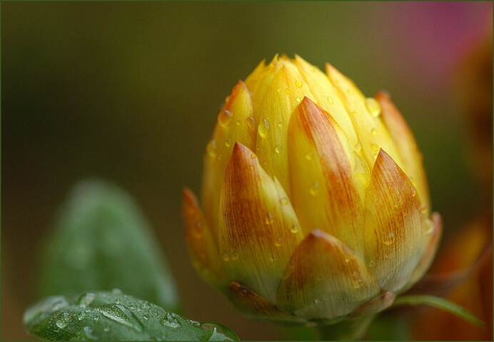 strawflower bud