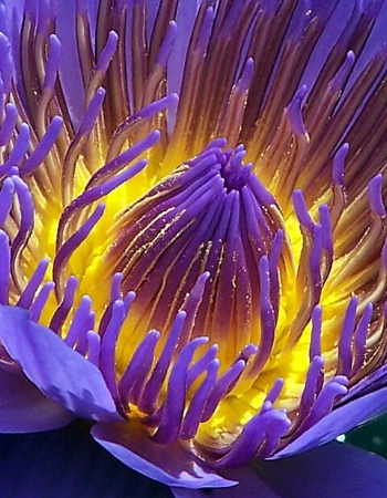 Marvelous Water Lily