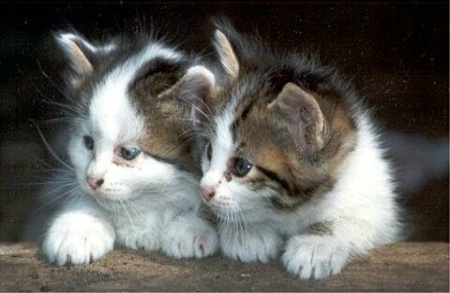 Cute Kitties!