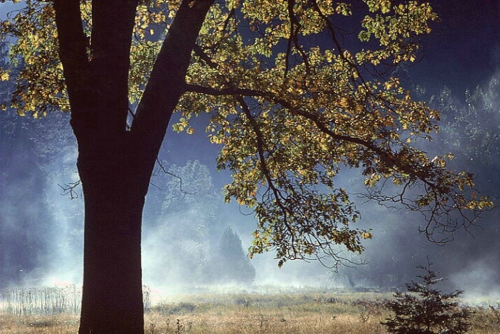 Backlight and Morning Mist 