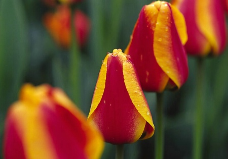 Tulips