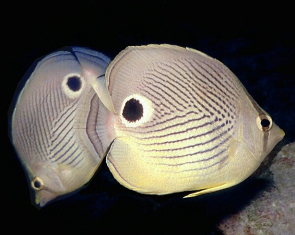 Four eye butterflyfishes