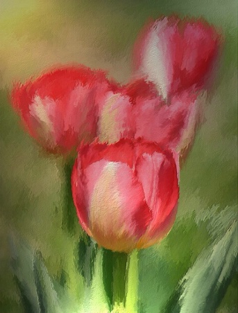 Tulips