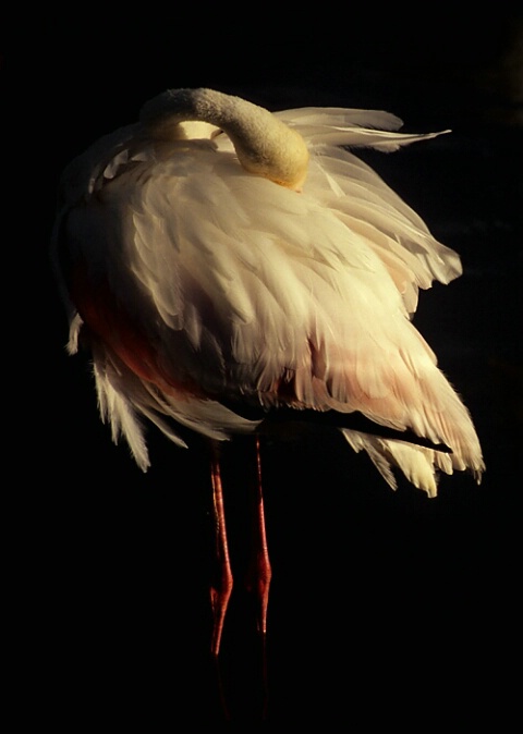 Flamingo Preening in Evening Light