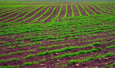 Stripes of Alfalfa