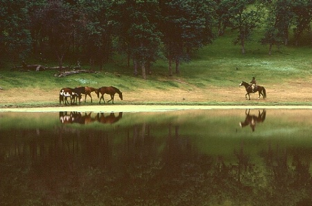 Horse Reflections 2
