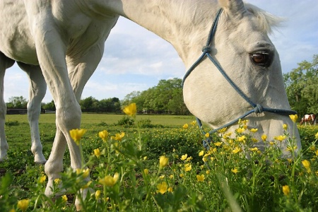 THE WHITE STEED