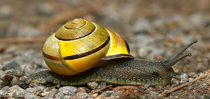 Zippy Snail