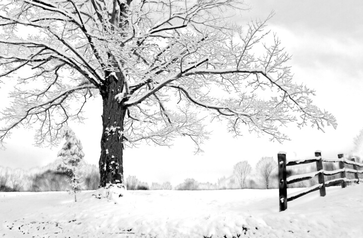 Last Snowfall of the Year 