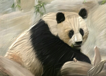 Panda in Oil