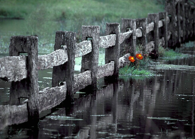 Flowers in flood..