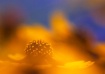 Plains Coreopsis