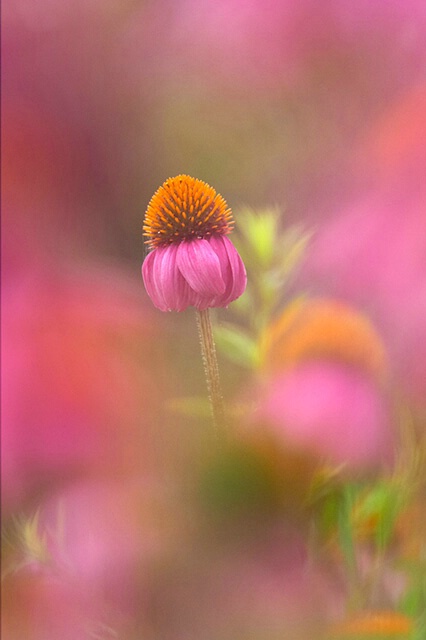 Coneflower