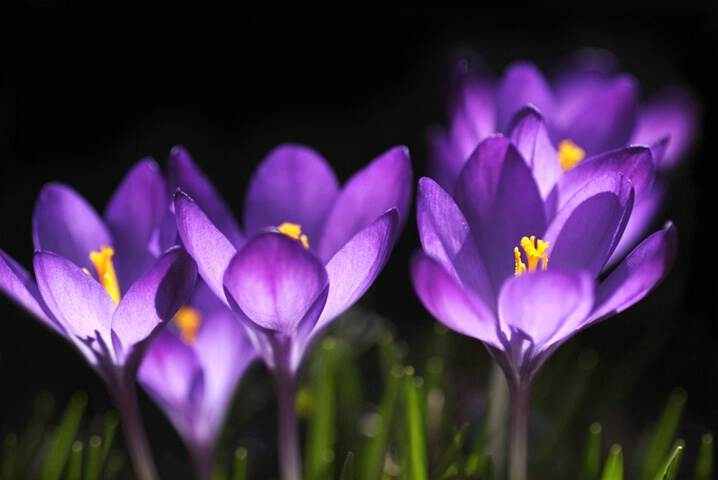 Backlit Crocuses