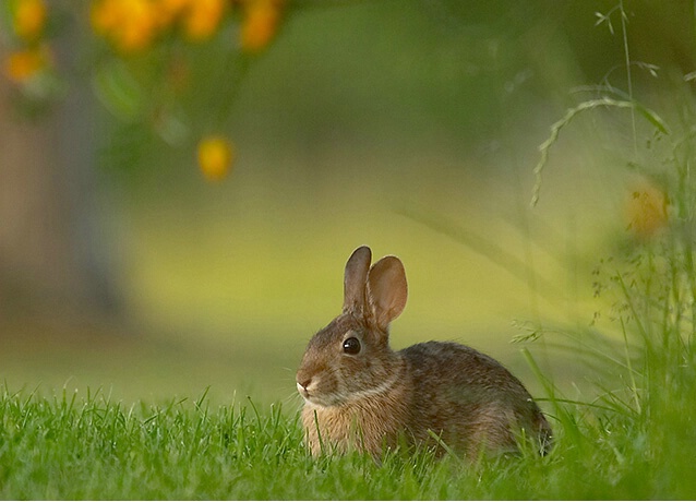 Fairway Bunny