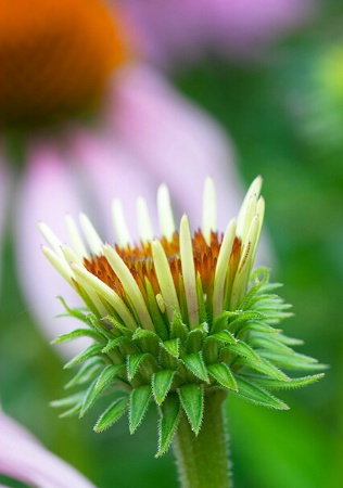 Purple Coneflower immature head