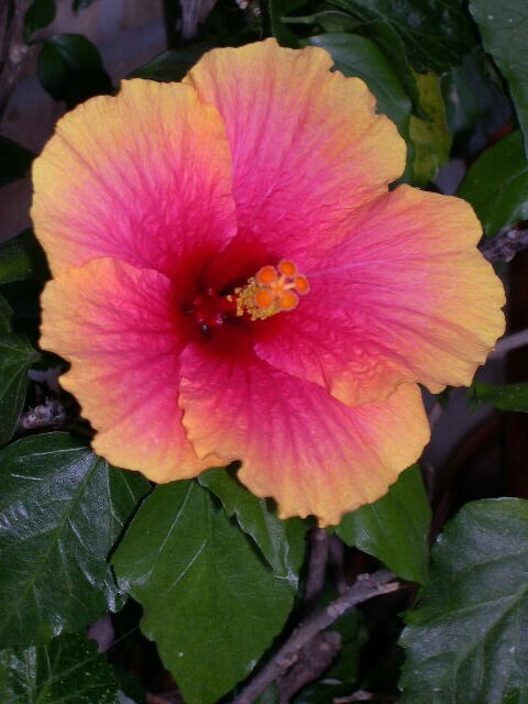 BEAUTY by Hibiscus