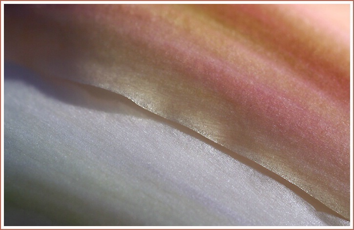 cactus flower petals