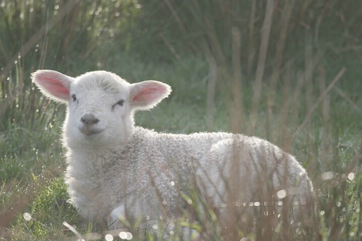 Back Lit Lamb
