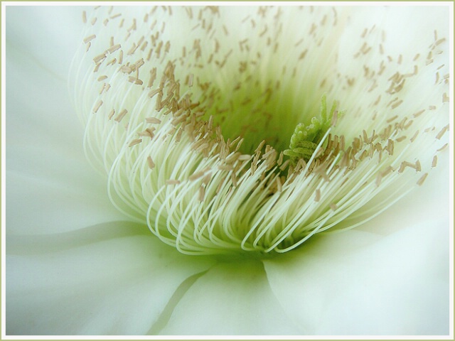 cactus flower