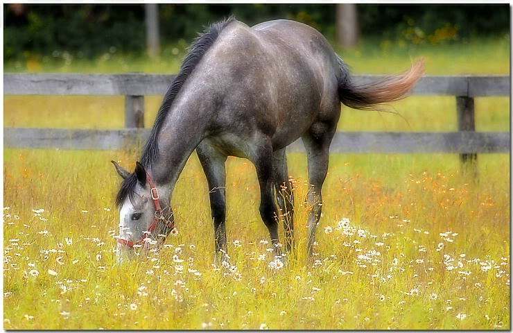 Afternoon Grazing