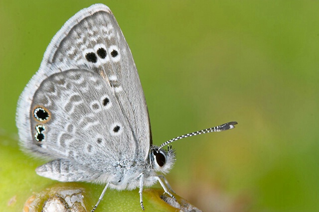 Hairstreak on cactus