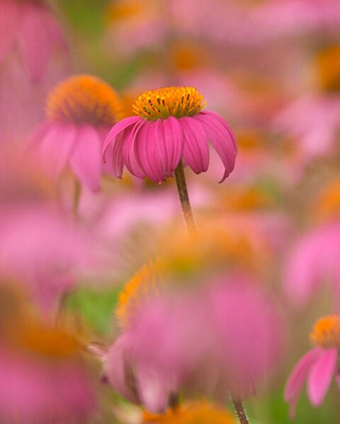 Purple cConeflower 