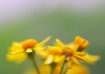 Mellow Yellow