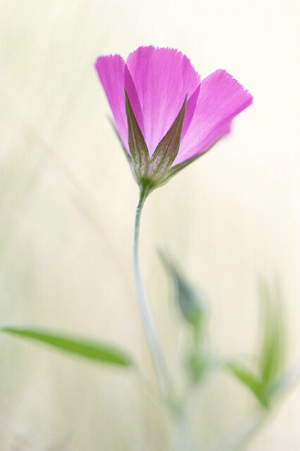 Wine Cup & Feathergrass