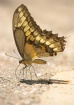 Feeding on Salts
