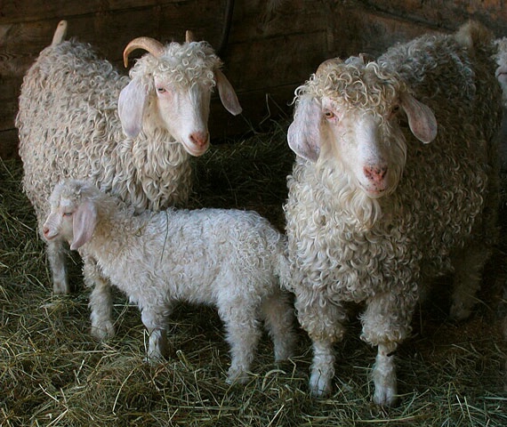 Farm Family Portrait