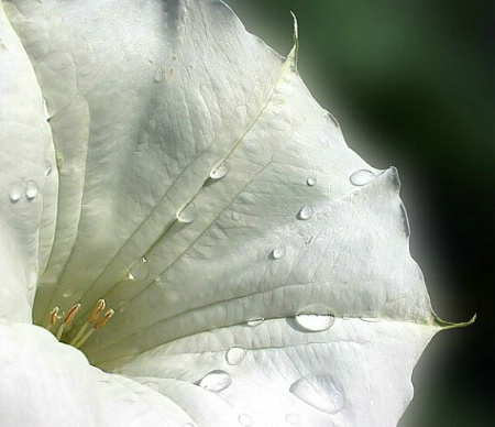 White Beauty