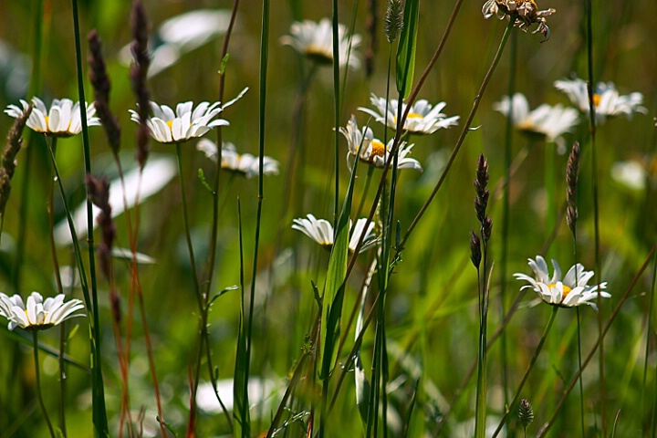 Prairie Daisies