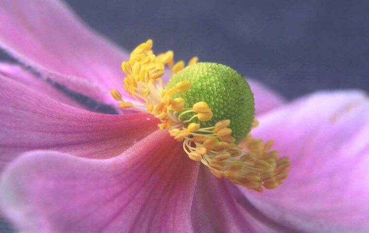 Flower macro