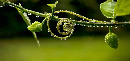 Naturale Spirale