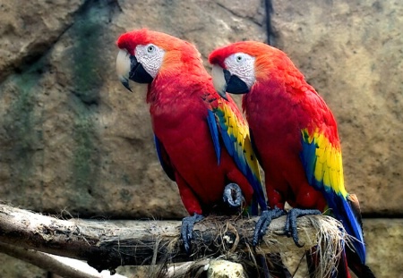 Scarlet Macaws