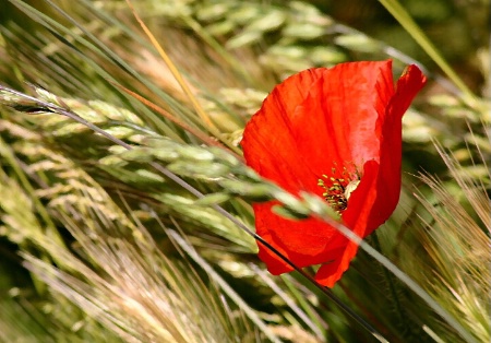 Windy field..