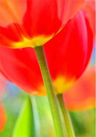 Tiptoe Through The Tulips